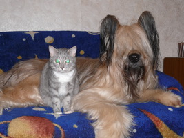Тоннер с подругой кошкой